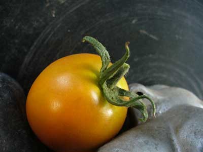 Plow Maker Farms: Tangerine tomato